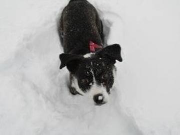 Lacey, the Snow Lovin' Pup
