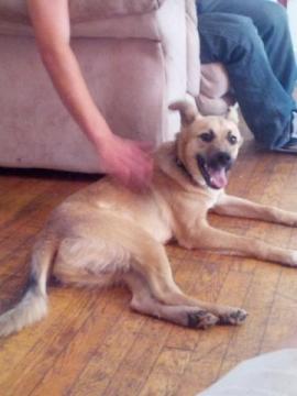 Shepherd Pup Loves New Family image 3